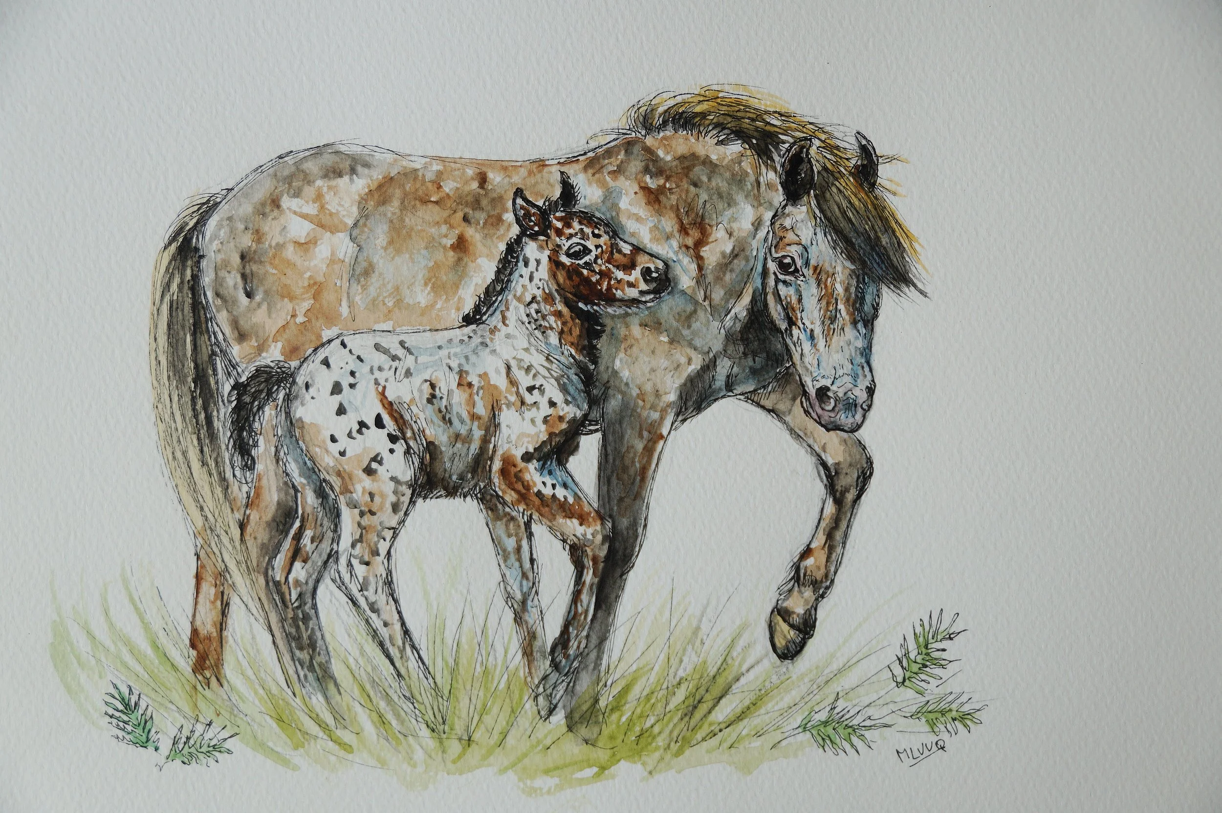 Apaloosa Mare And Foal