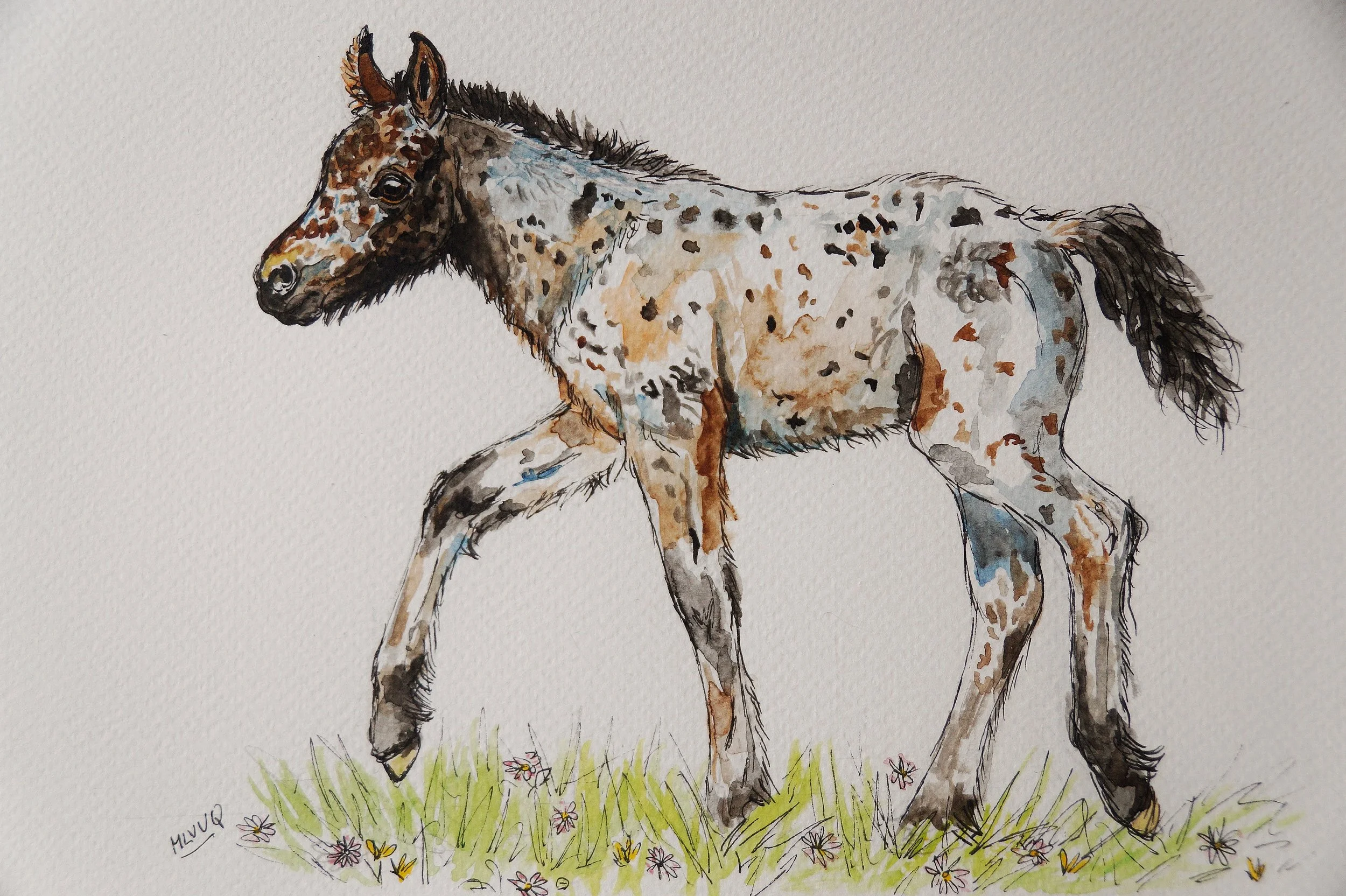 Apaloosa Filly
