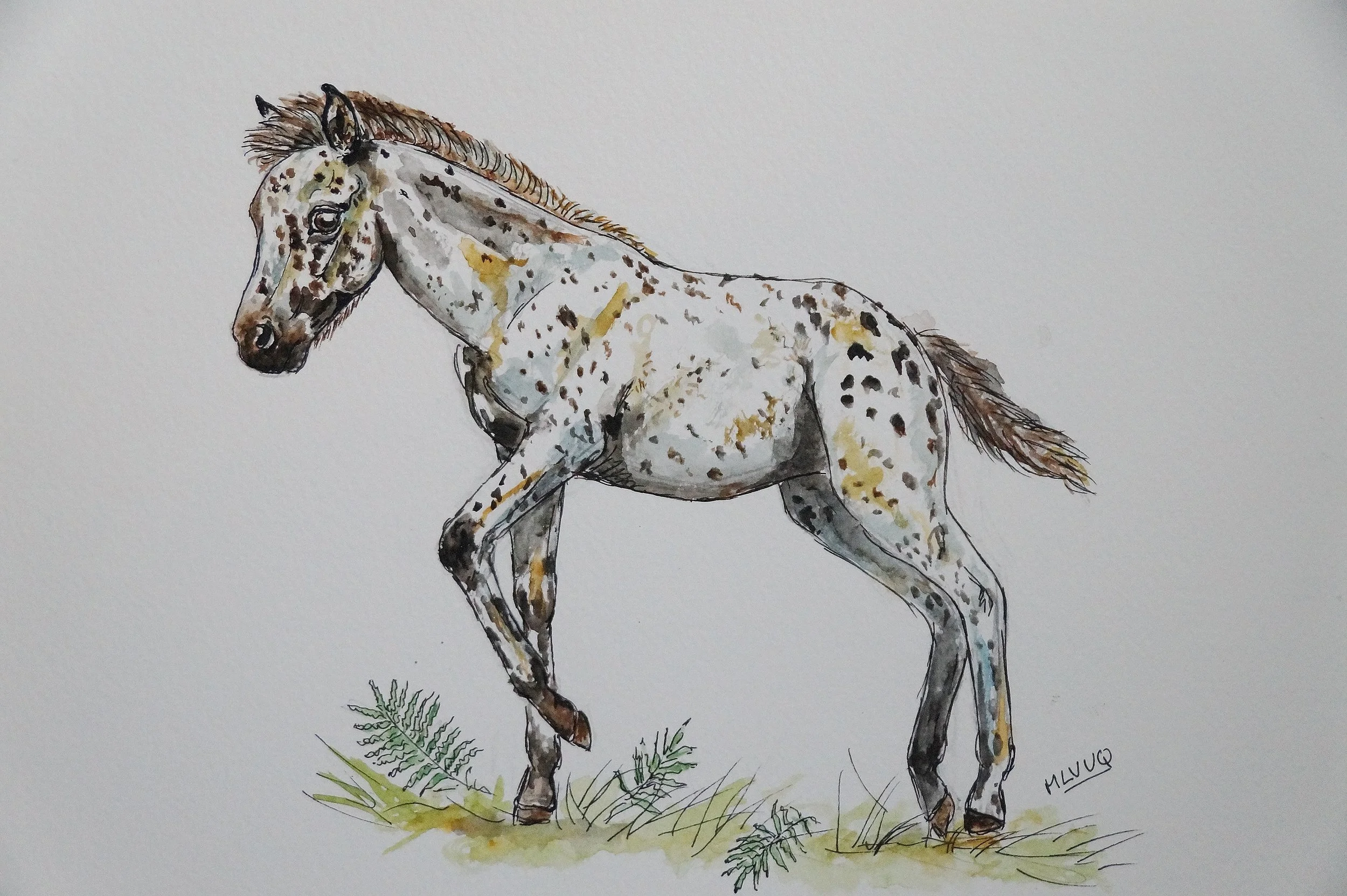 Apaloosa Foal