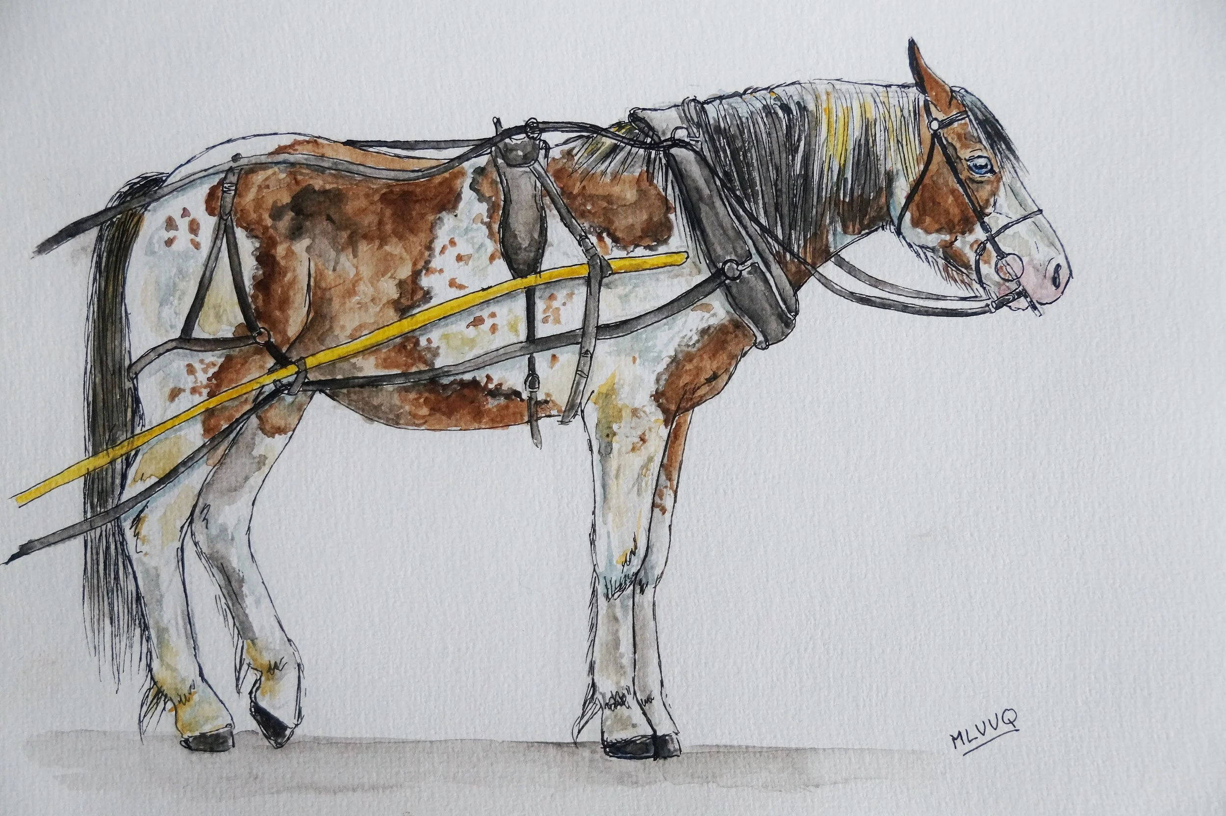 Piebald Draught Horse