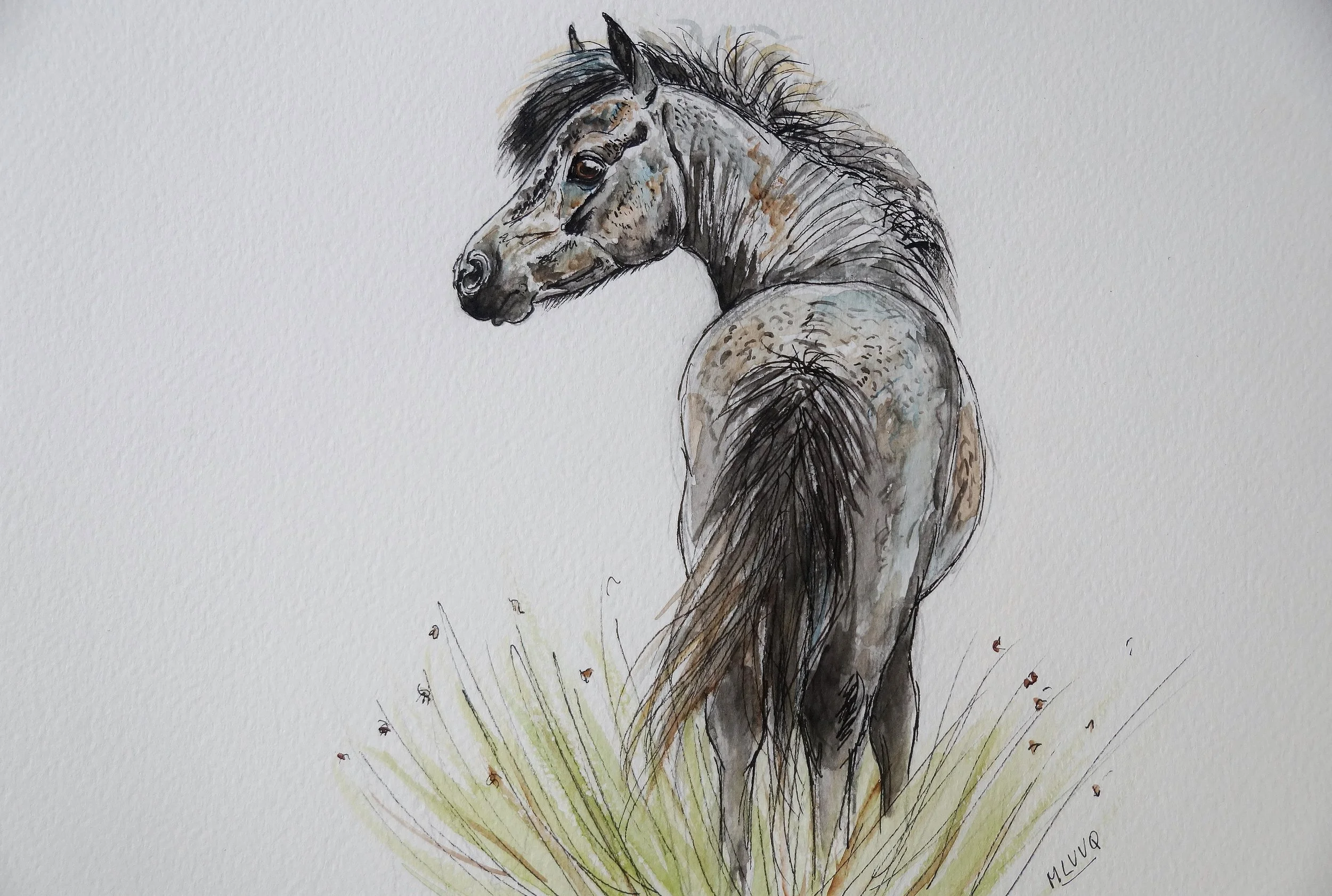 Grey stallion turning.JPG