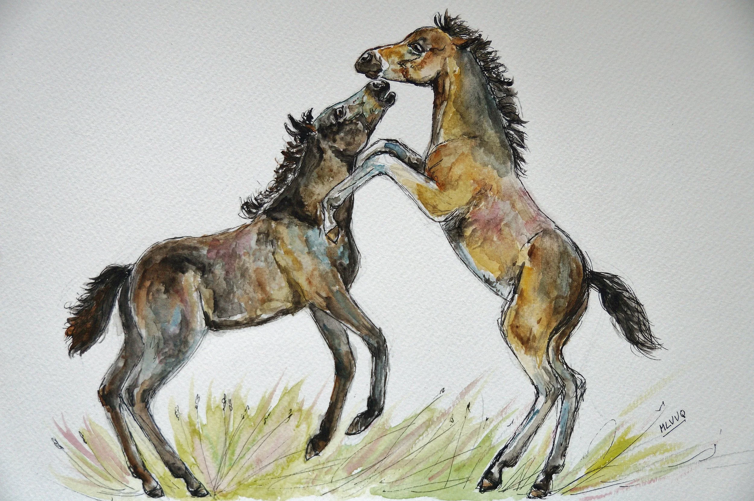Wrestling foals