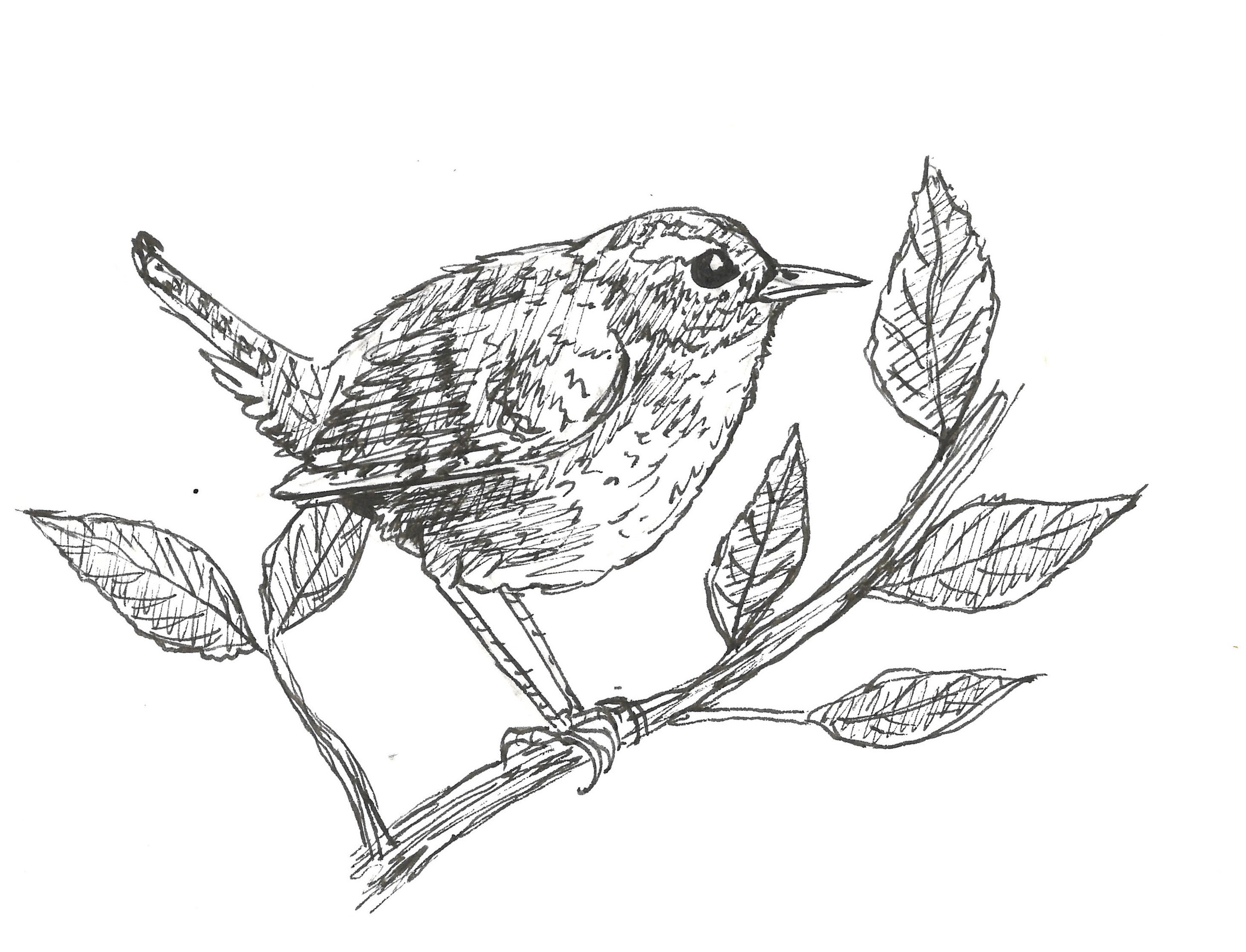 "Wren"
