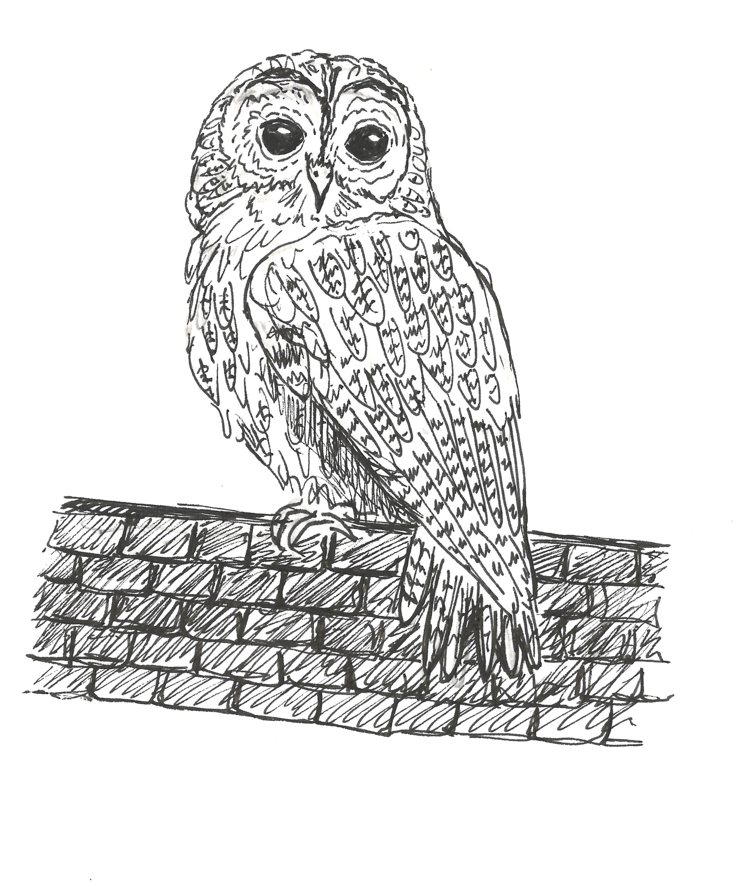 "Owl"