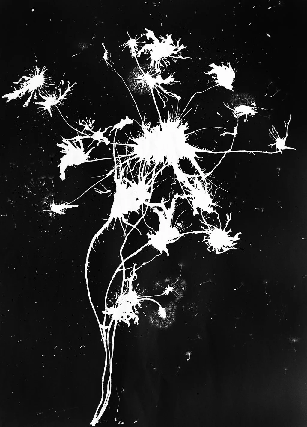 Dandelion