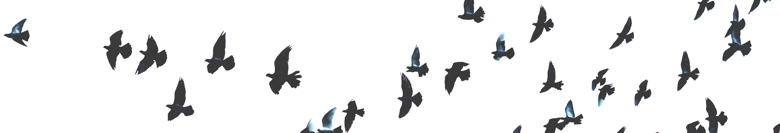 animal-avian-bird-203088.jpg