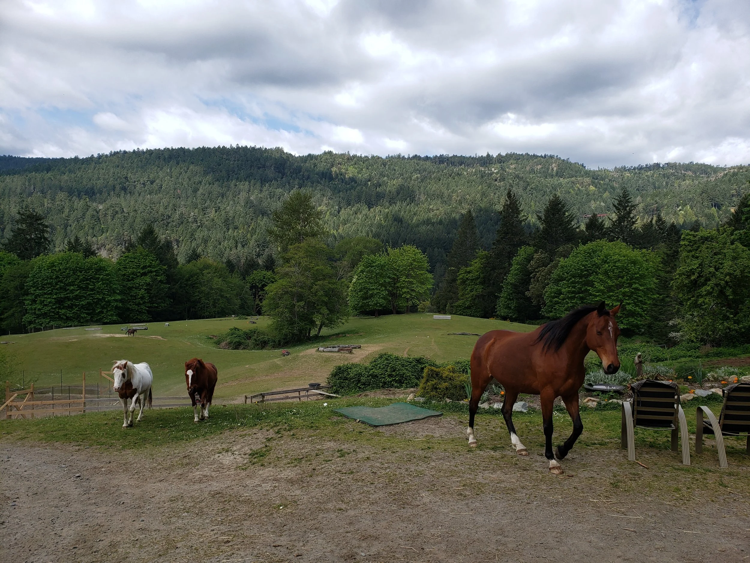 Horses coming in for breakfast.jpg