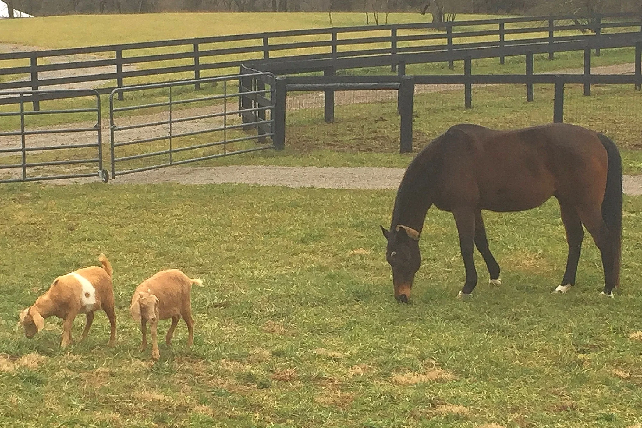 Prayer (Our 17 YO OTTB) grazing with Ginger and Mary Ann