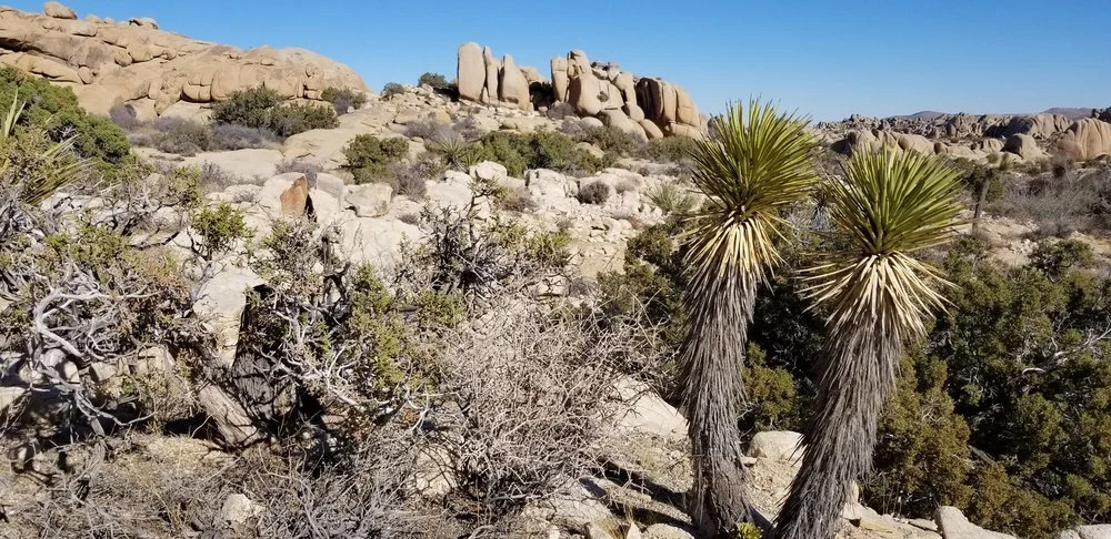 Joshua Tree