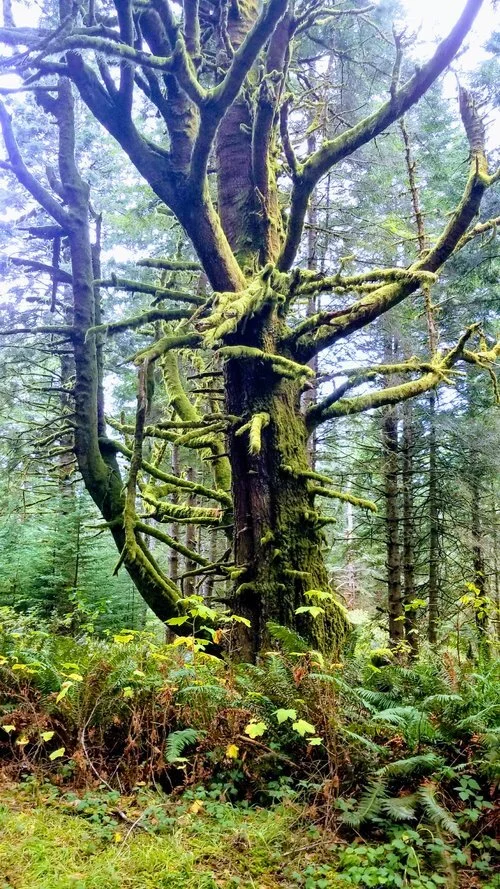 The Lost Coast