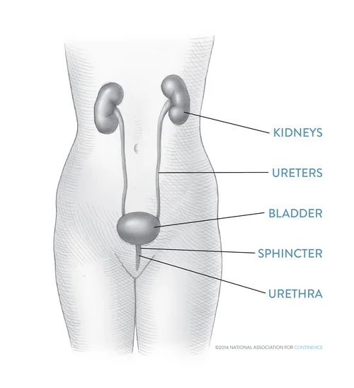 Women S Bladder Health Conditions Nafc