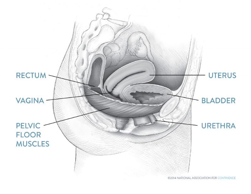 Muscles pelvic female floor Understanding the