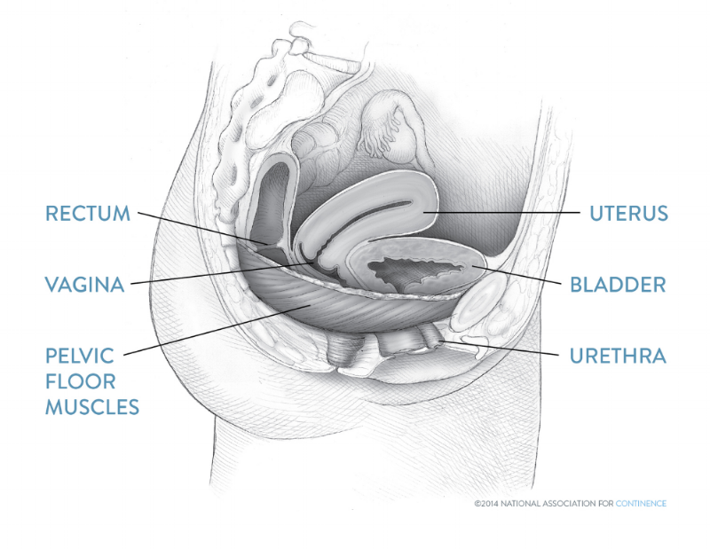 Pelvic Floor Stimulation For Incontinence Nafc Urinary