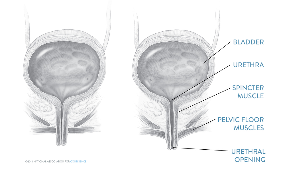 Female Urinary Anatomy