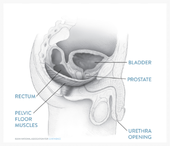 Male Urinary Anatomy