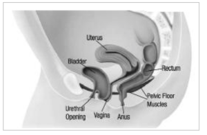 Cystocele (Prolapsed Bladder)