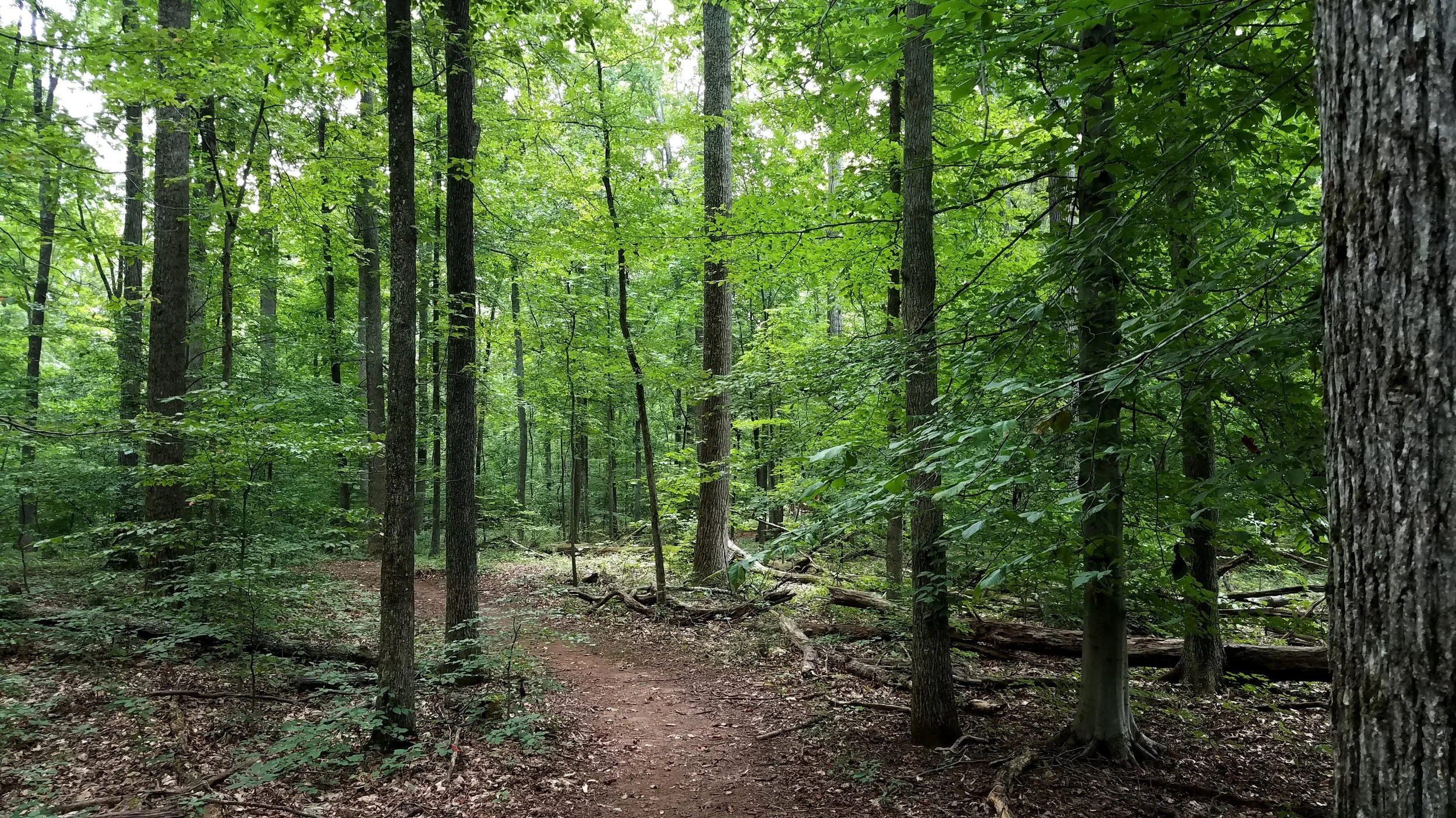 Summer Trail.jpg