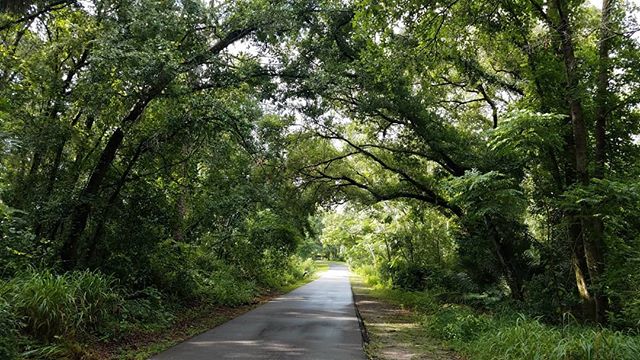 Ducked out of town for the weekend.  Discovered a new trail and it was gorgeous.  #greengoodness #welcometothejungle #treelove