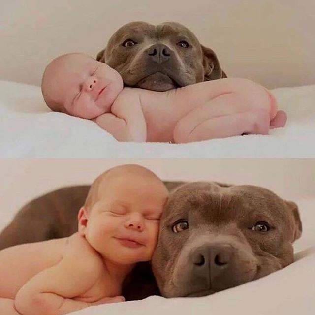 I see pictures like this combining babies and dogs all the time and they make me very very uncomfortable. To the uneducated eye these dogs are enjoying themselves but as a professional I can see some dogs that are far from happy.
Contrary to popular 