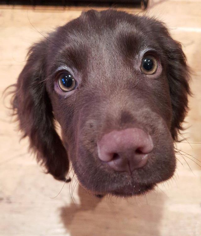 Meet 14 week old Molly ❤️. Molly is enrolled in my 1st puppy package of the year and we started today. 🎓🐶The puppy package is 5 sessions usually over 5 weeks at your home at a time convenient for you including evenings and weekends. We cover : mout