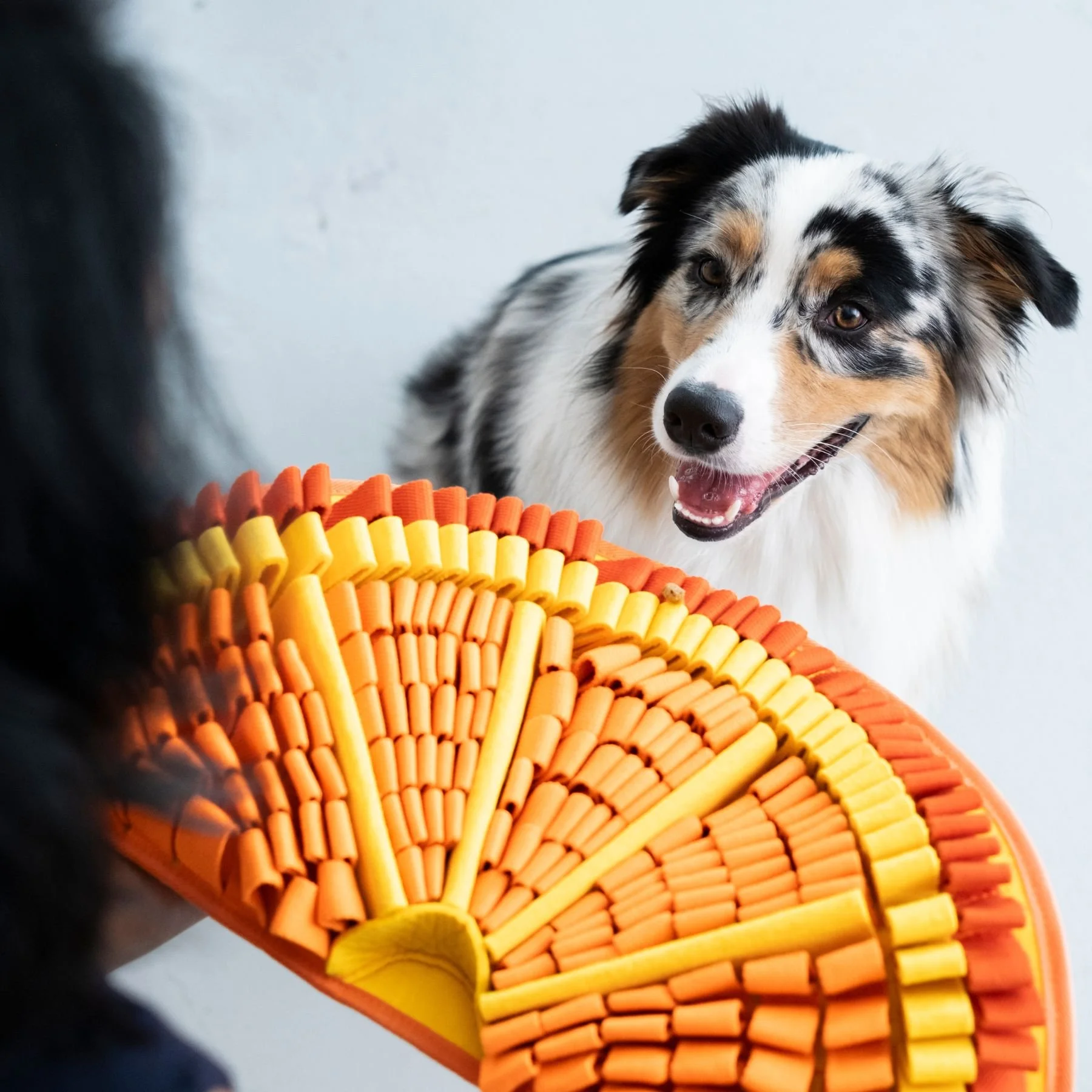 Brand Shoot (Photos &amp; Video) for Pet Wellness Brand