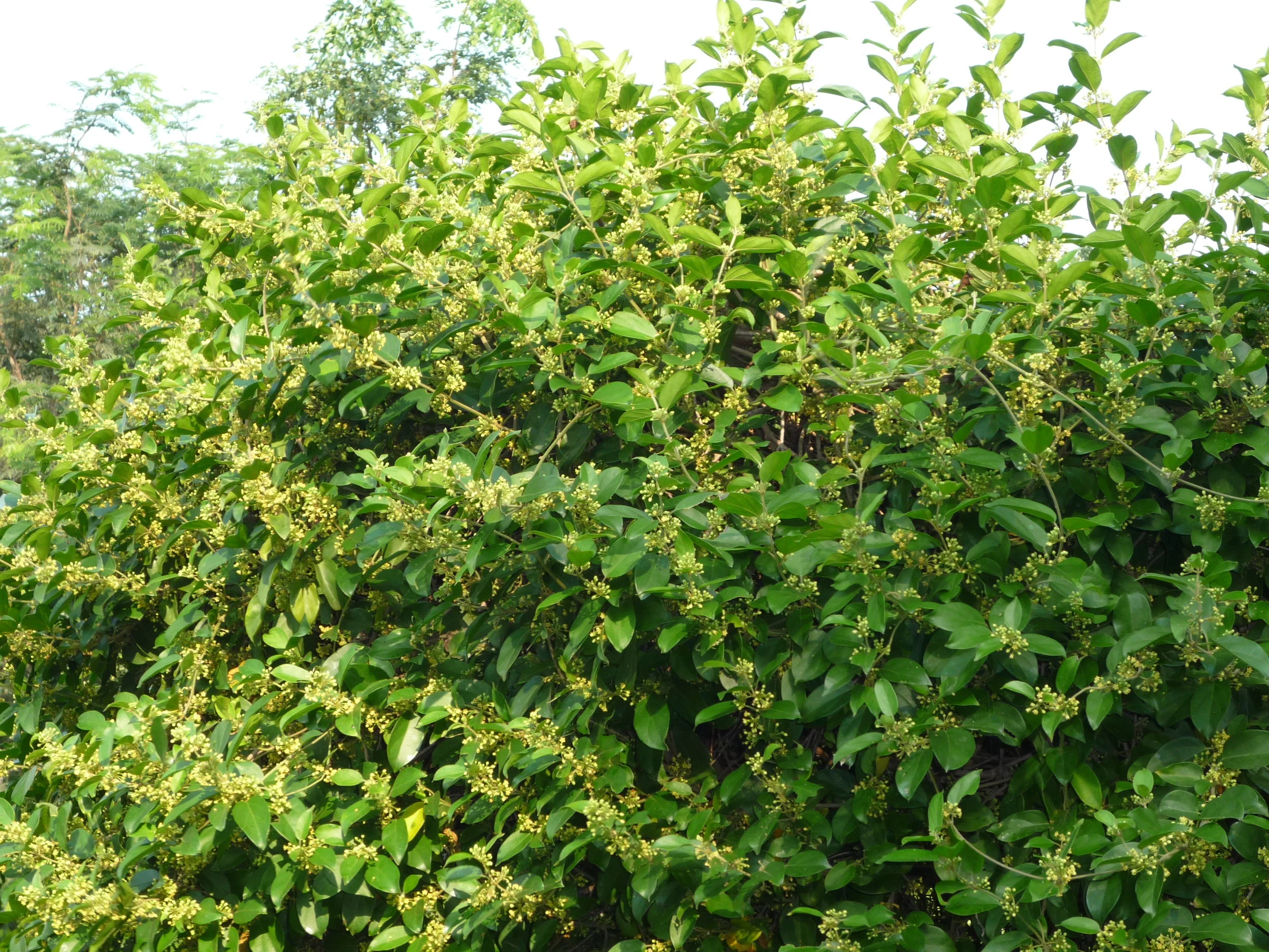 Standardized herbal extract ingredients from patented processes.