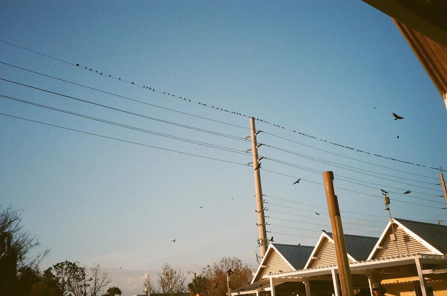 51817013236_715982773f_o.jpeg