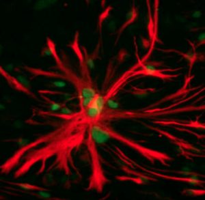 Astrocyte (red)