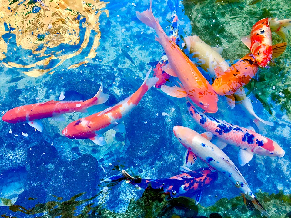 KOI POND THE COVER PARADISE ISLAND IMG_4278lorez.jpg