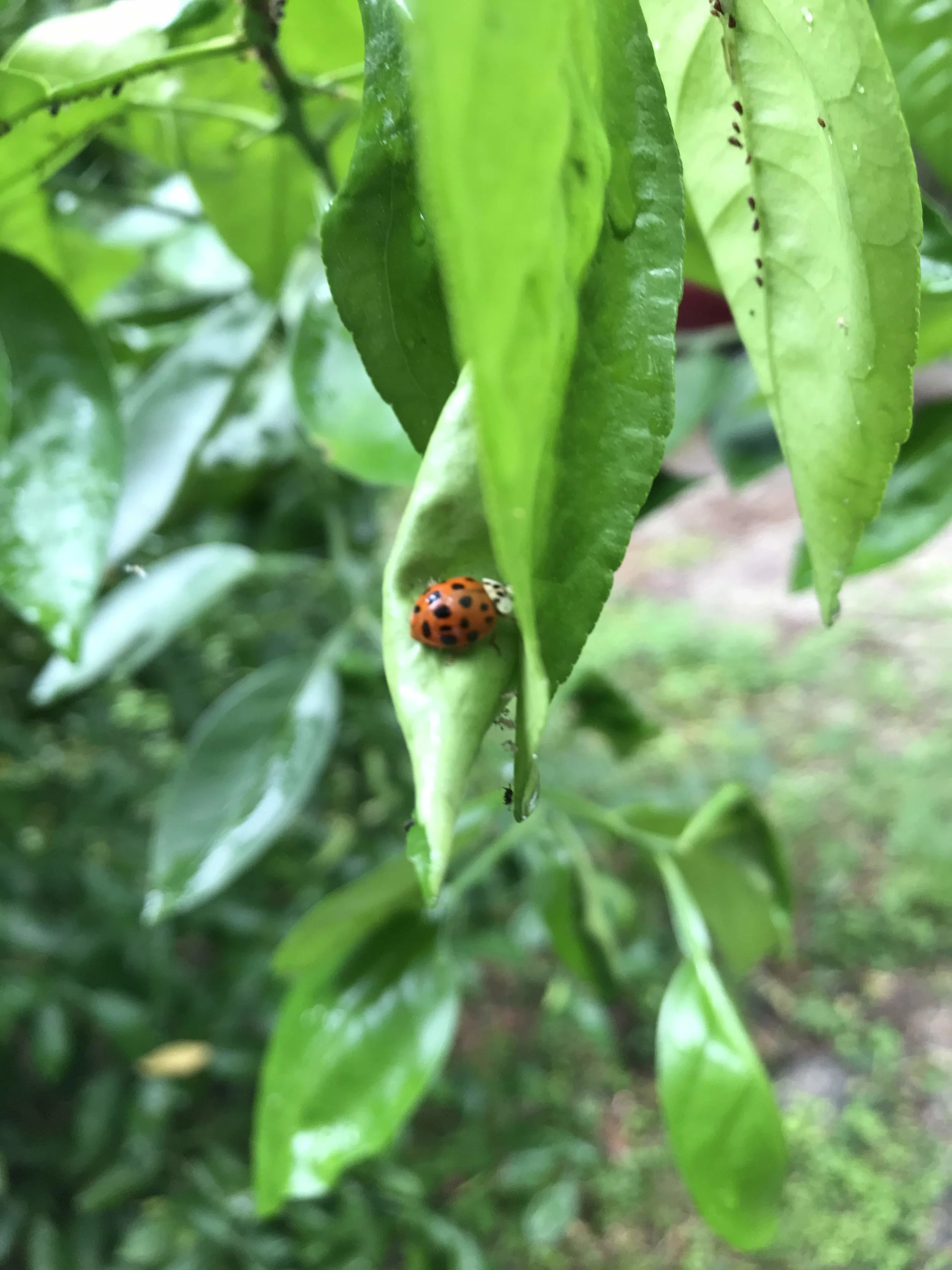 Greenwashing: Buyer Beware