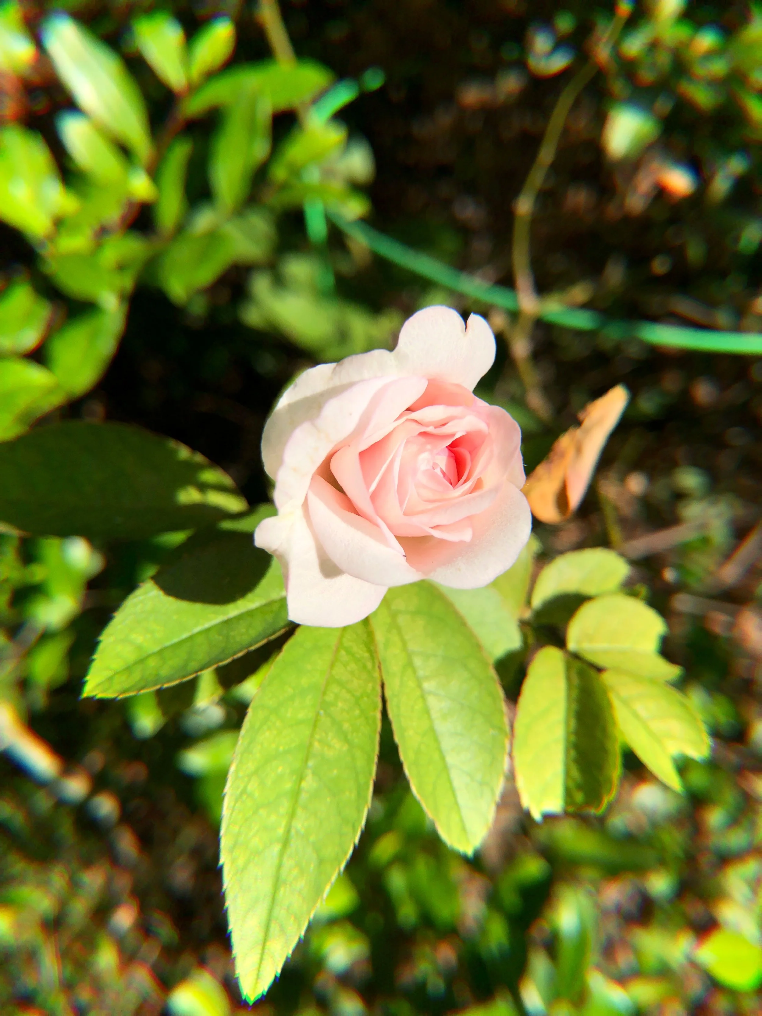 In the Belly of the Beast