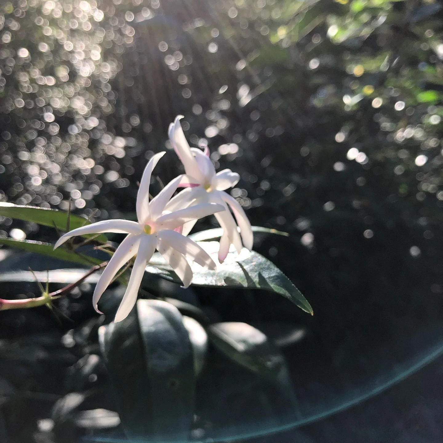 63 degrees, clear skies, and jasmine. 🥰