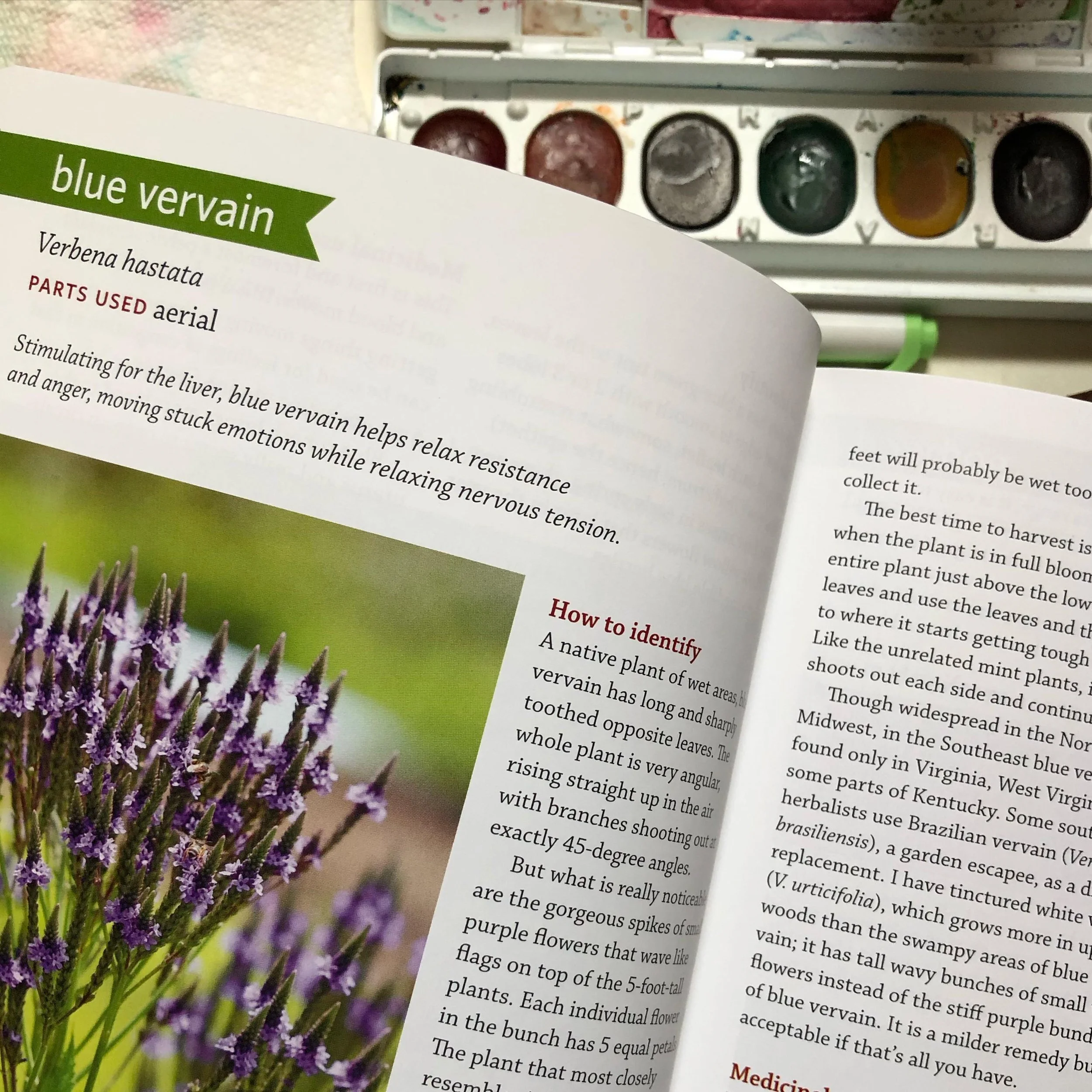 Finding peace where I can today looks like watercolors and studying Blue Vervain.