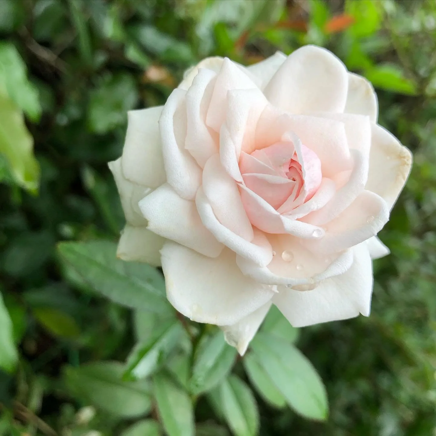 I have no idea what variety of rose this is but she has been such a champ over the years. In the shade, in sunlight (trees were cut), ignored, cared for&hellip; she doesn&rsquo;t give a FUCK. She&rsquo;s blooming because she CAN. And I love her for i