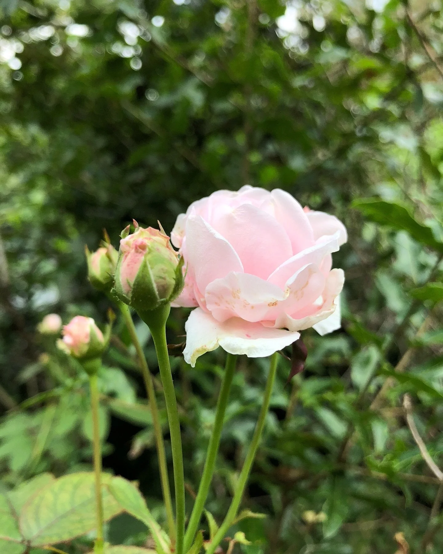 October went by too quickly. It wasn&rsquo;t all sunshine and roses - in fact at times it was really rough - but there were plenty of beautiful moments. I&rsquo;m filled with gratitude. 🥰✨ 

1 My roses still blooming
2 ✨
3 The kid and I saw C/2023 A