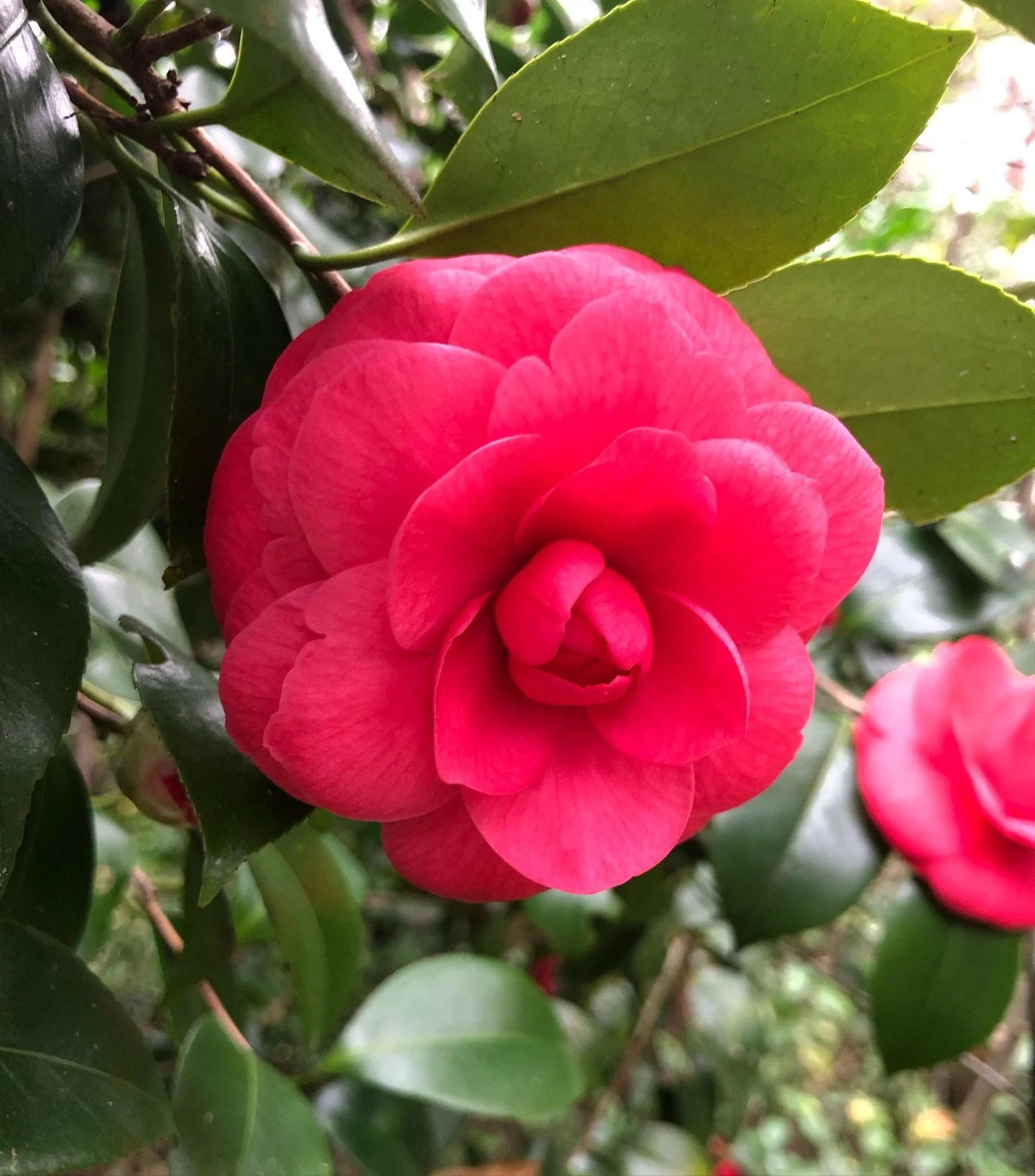 I love spring ✨ but it&rsquo;s kicking my ass this year. A blog post is live on www.justeverydaybeauty.com (link in bio) detailing what I&rsquo;m doing to help my body through the attack of the pollen. 🌳

Have you felt the effects of spring yet wher