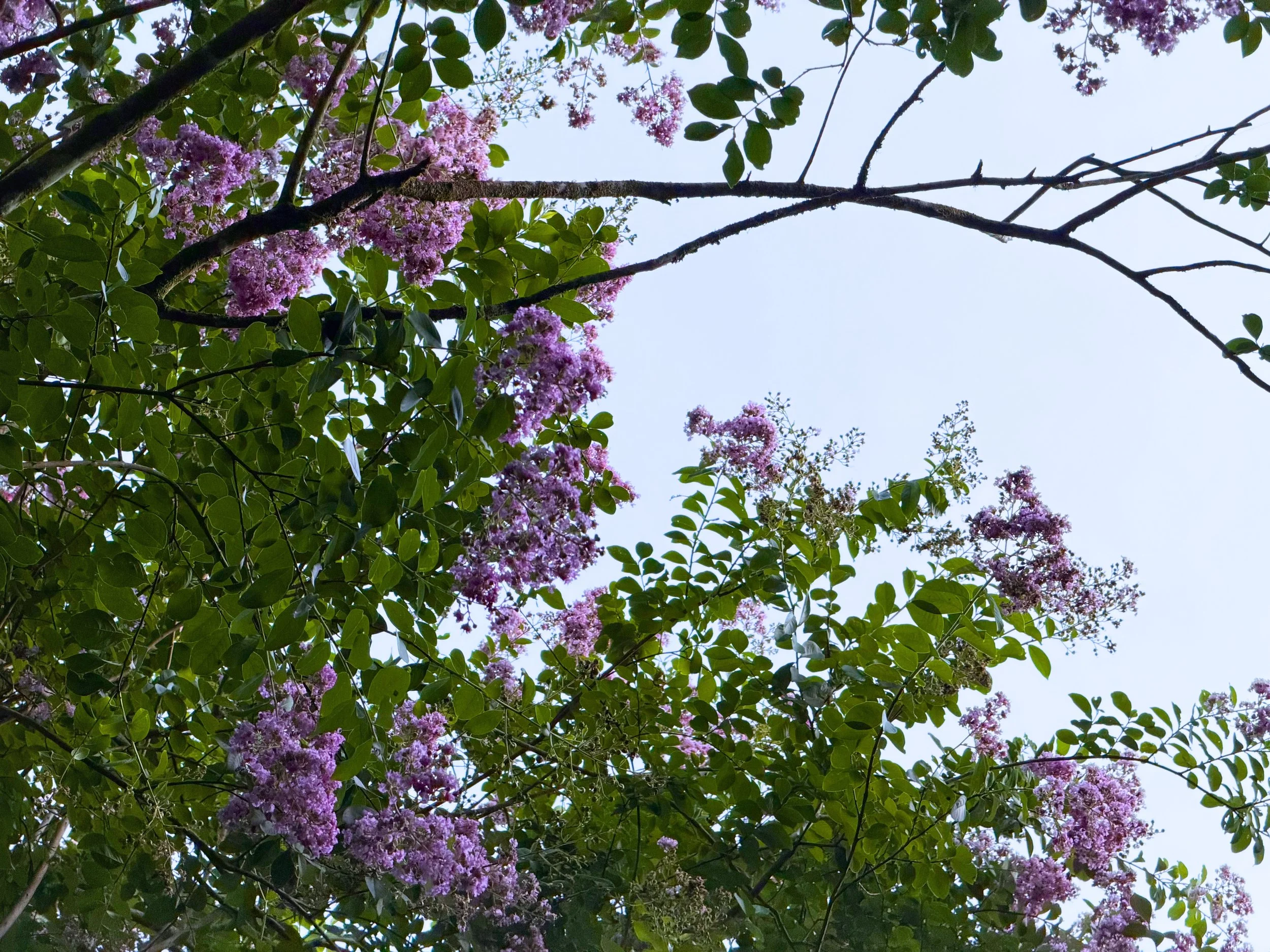 crepemyrtleblossoms.jpg