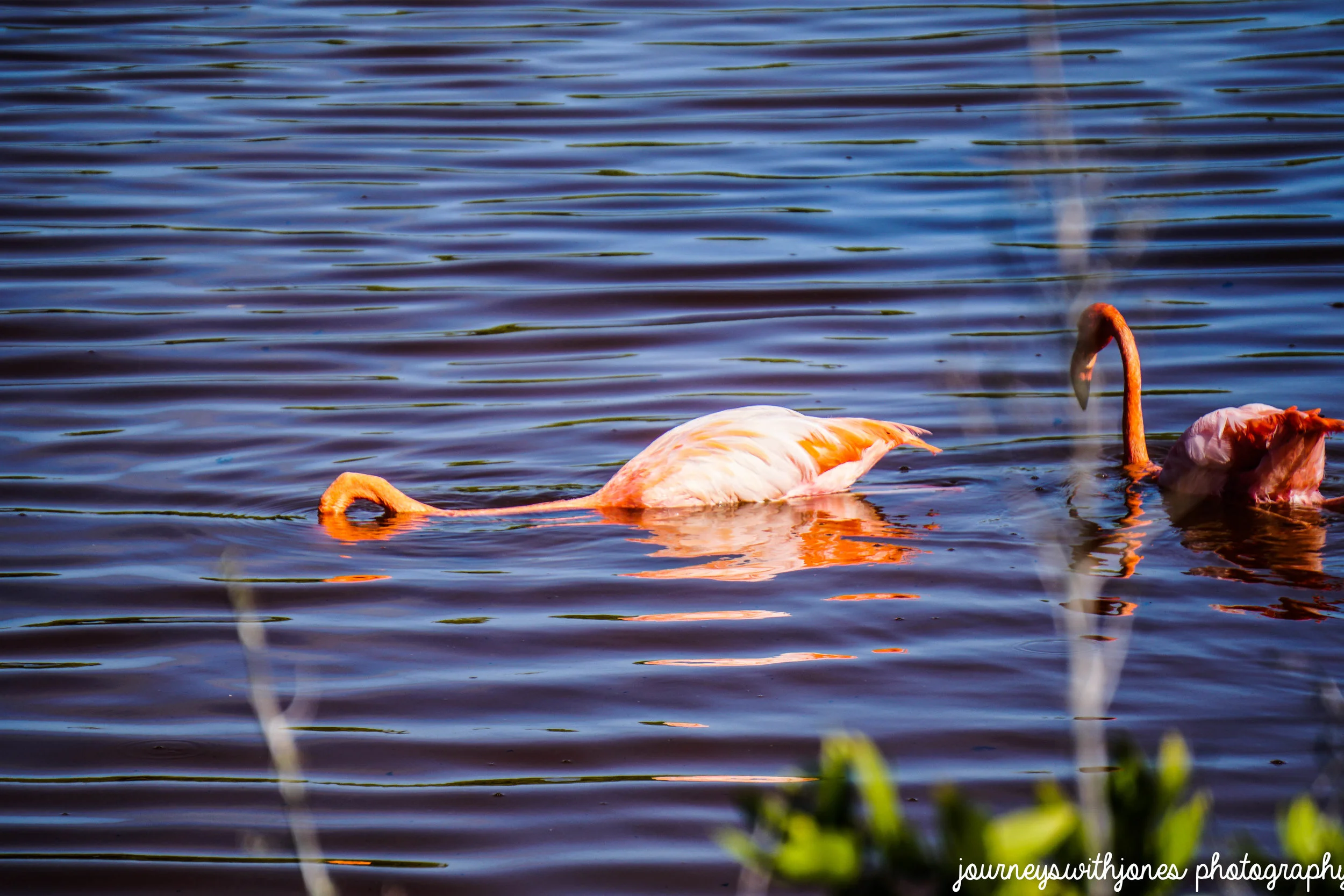 flamingo-01148-1.jpg