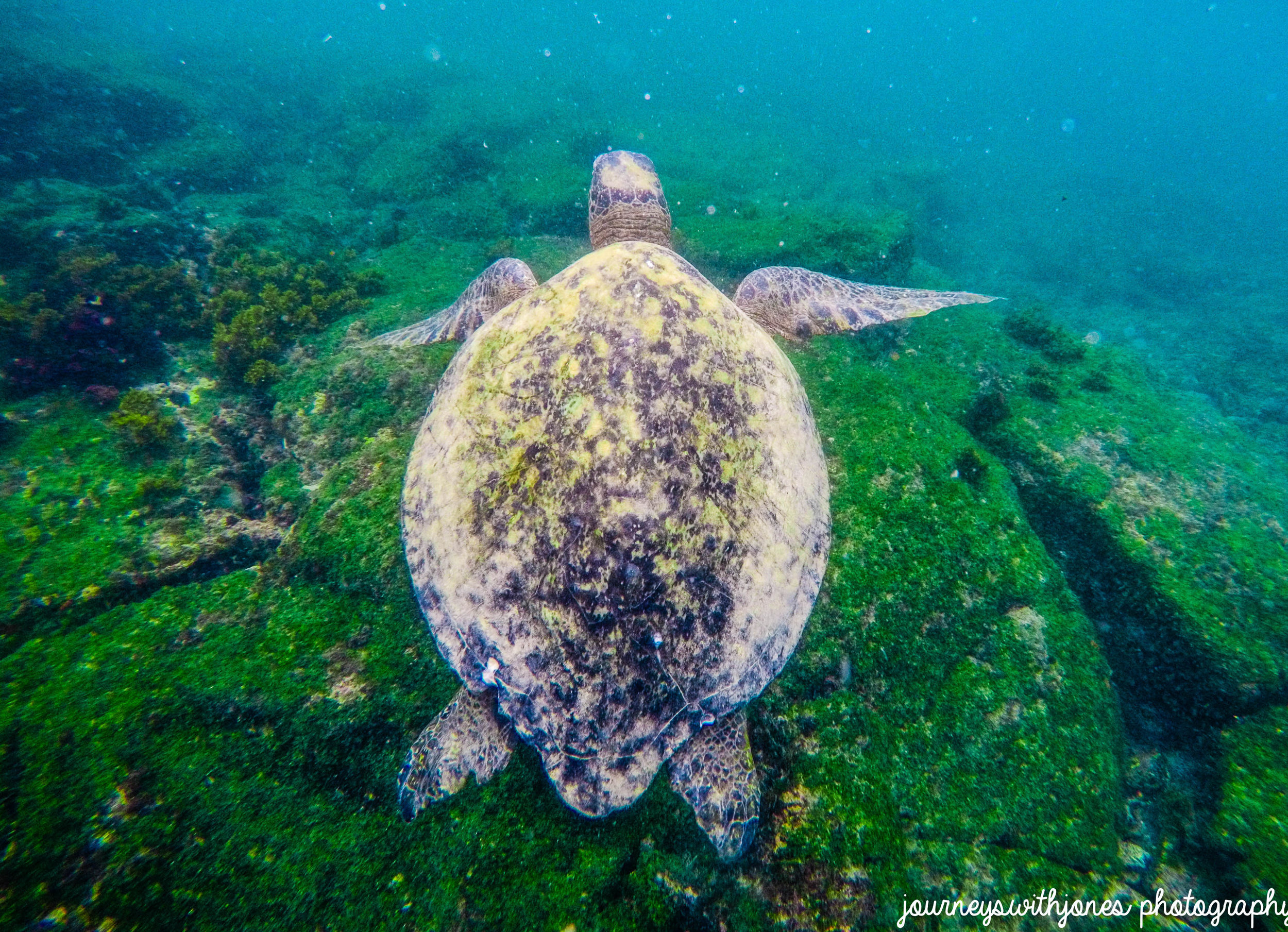 turtle-1607-1.jpg