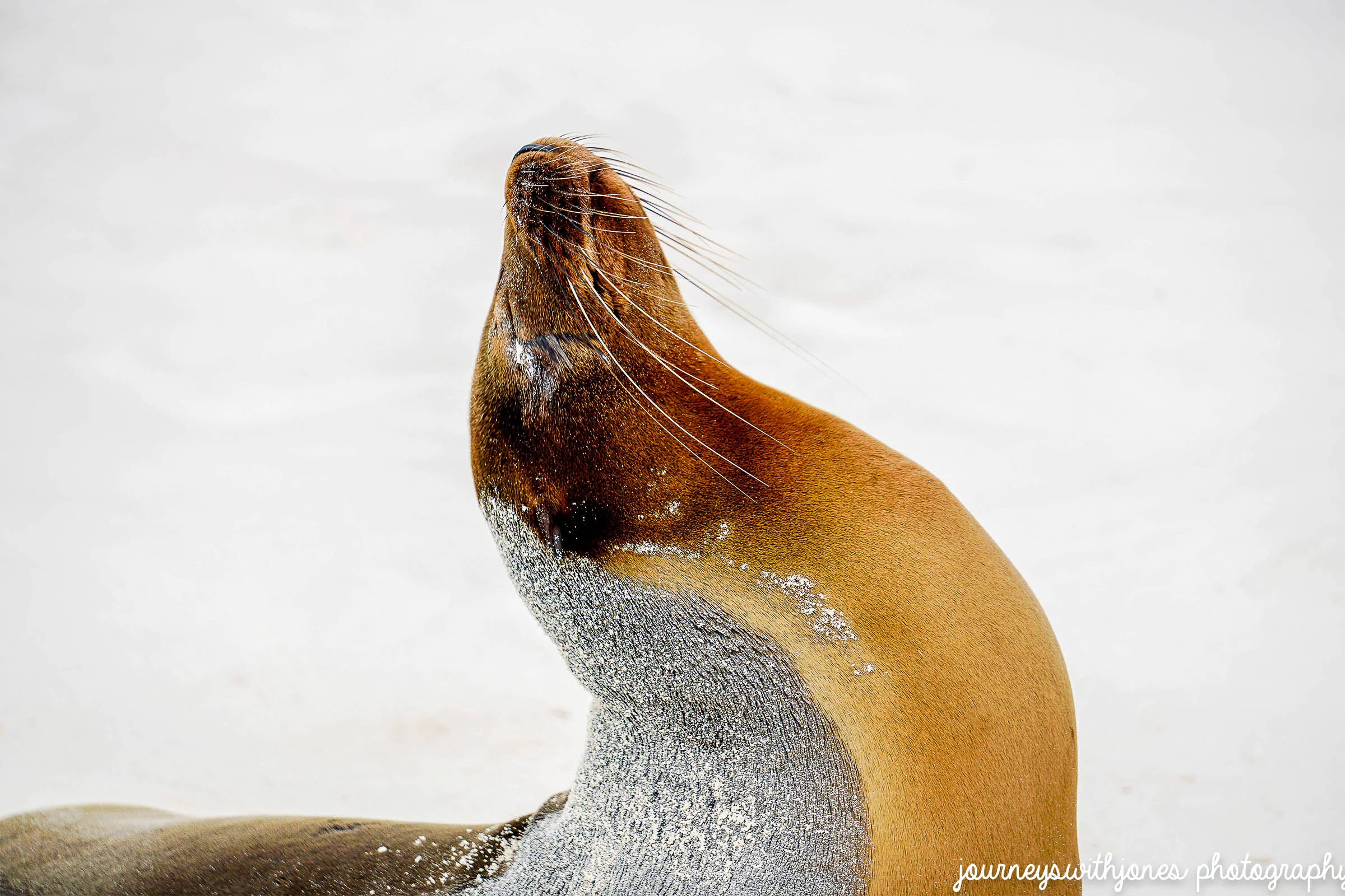 sealion_touchup-14.jpg