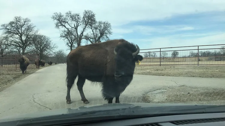 OK Day 6- Buffalo, Barons, and Bowling Balls