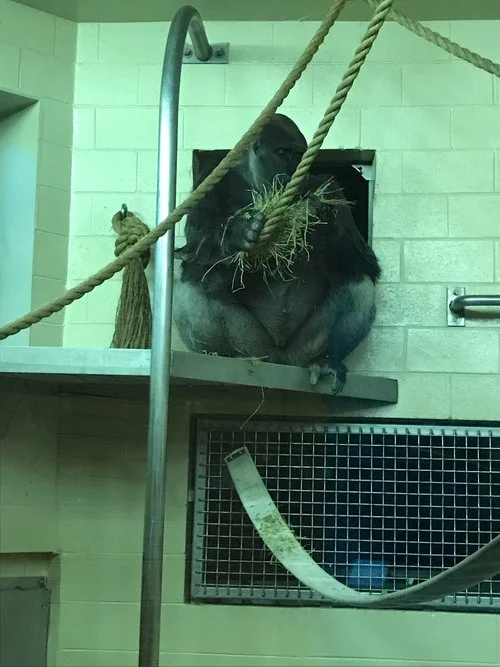 SC Day 4 - Museums, Monkeys, and Moose Burgers