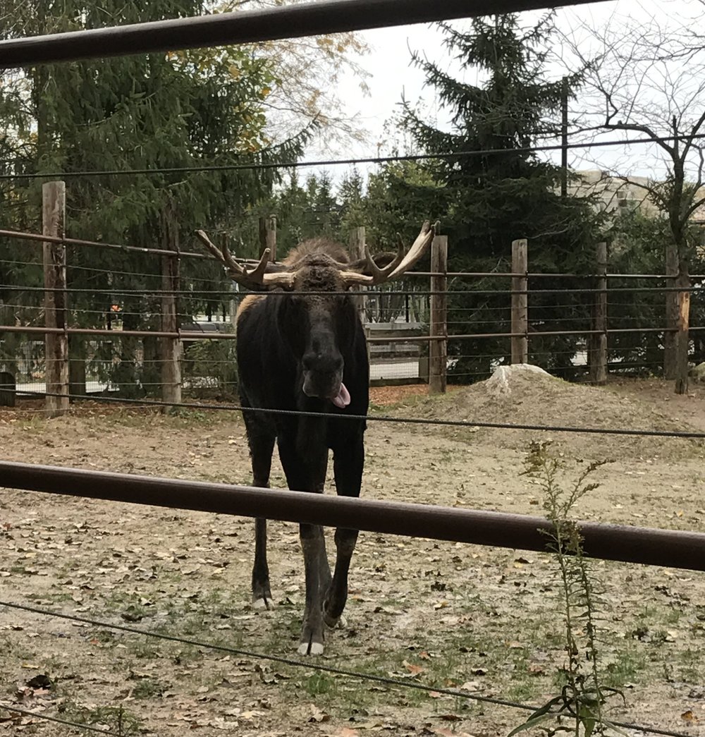 OH Day 4 - Lions and Tigers and Brunch, Oh My!