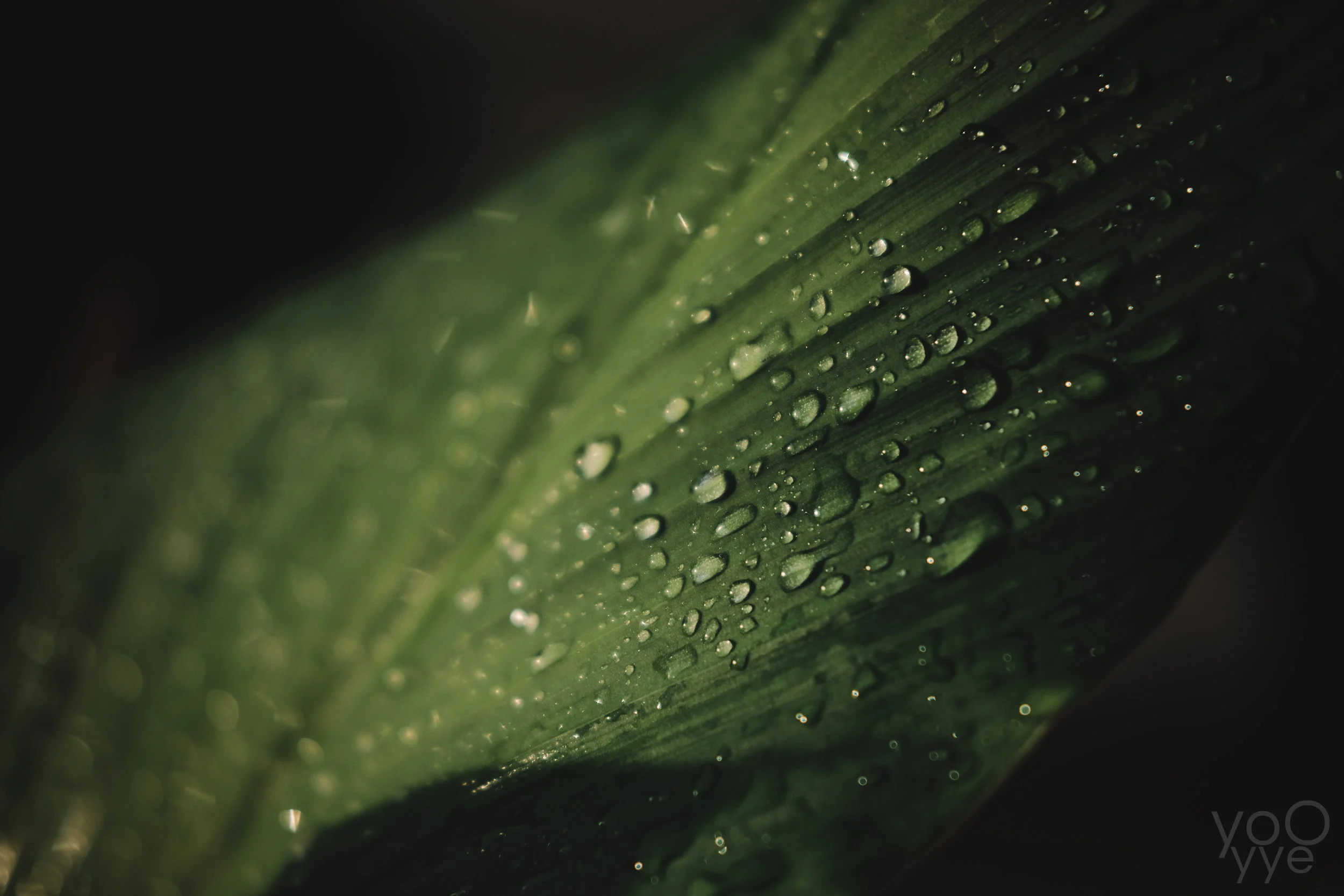 DSCF7764.jpg
