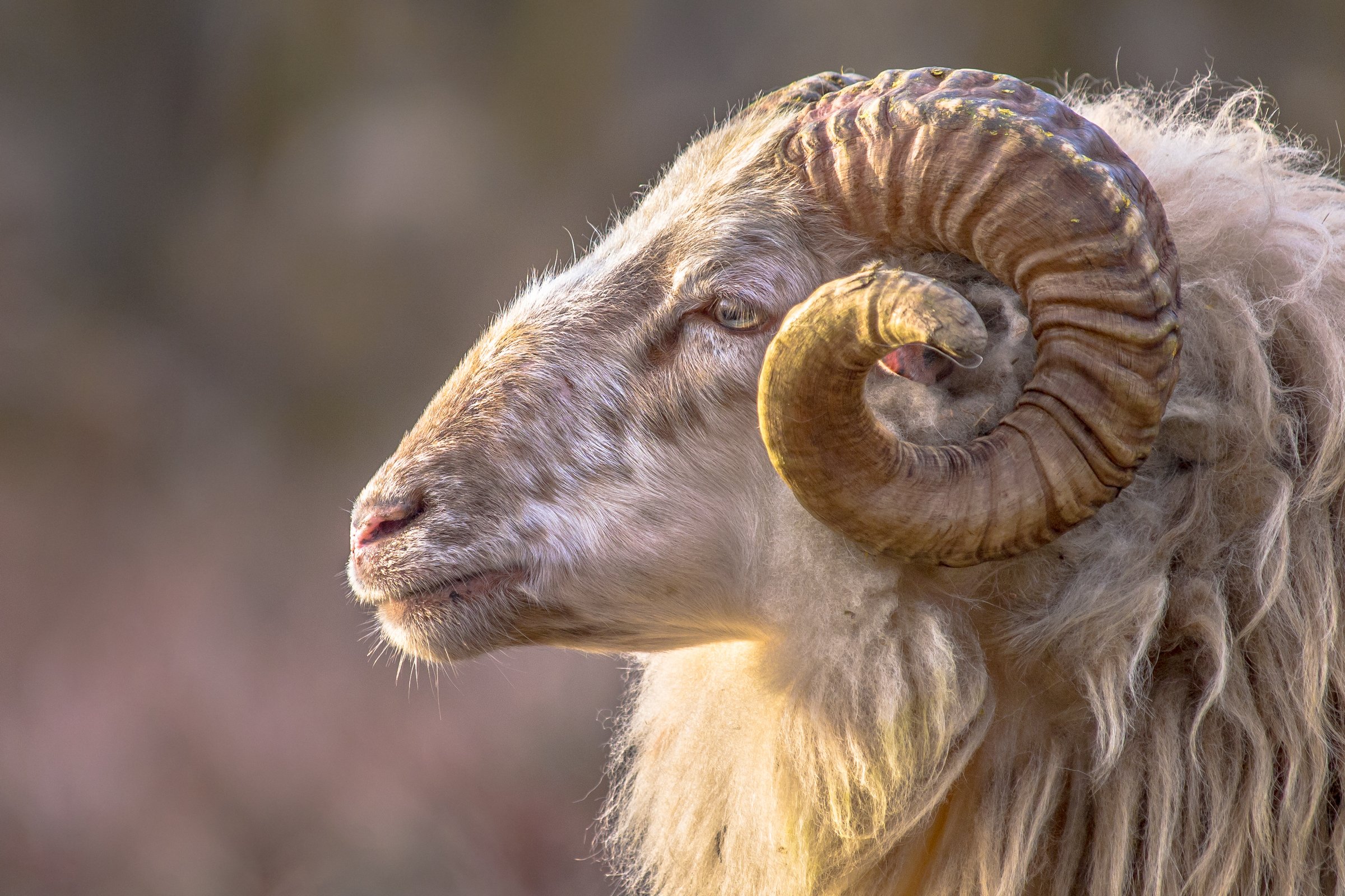 Yom Kippur—The Day of Atonement