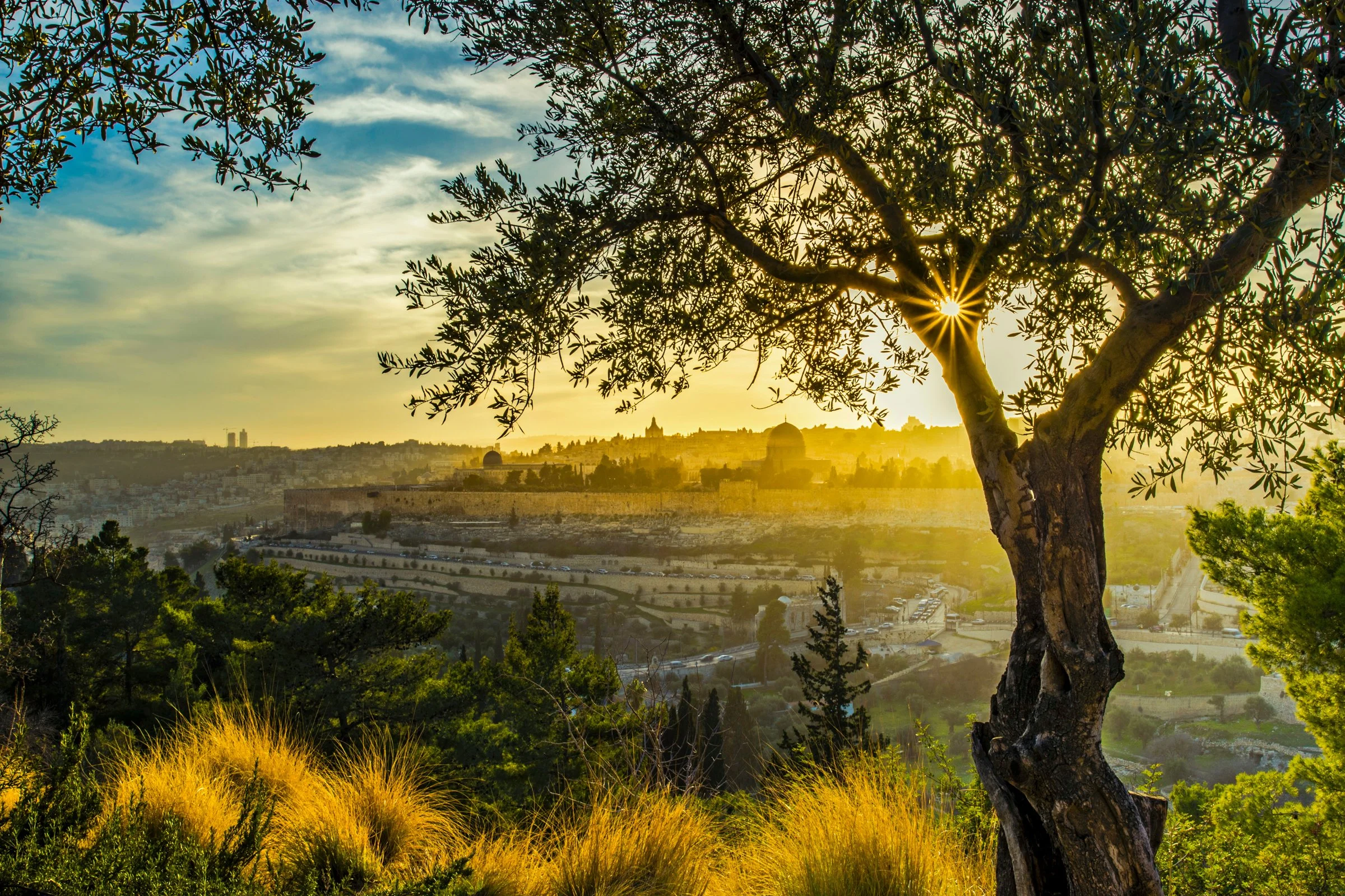 Mystery of the Olive Tree |S1:E21|