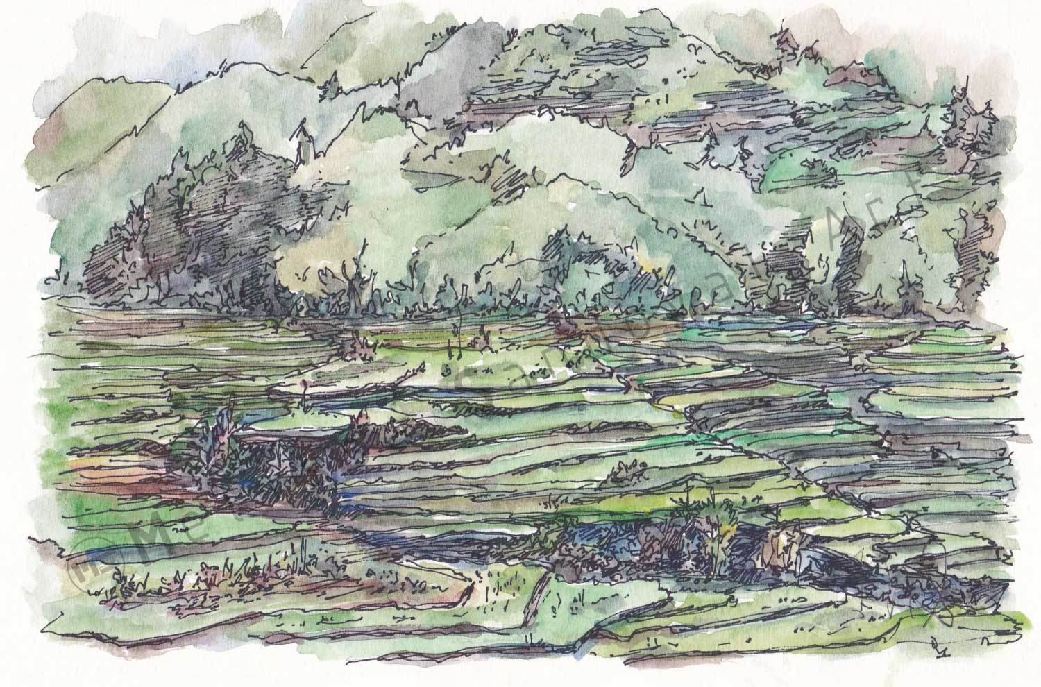 Muong Hoa Valley Rice Terraces | Sapa, Vietnam