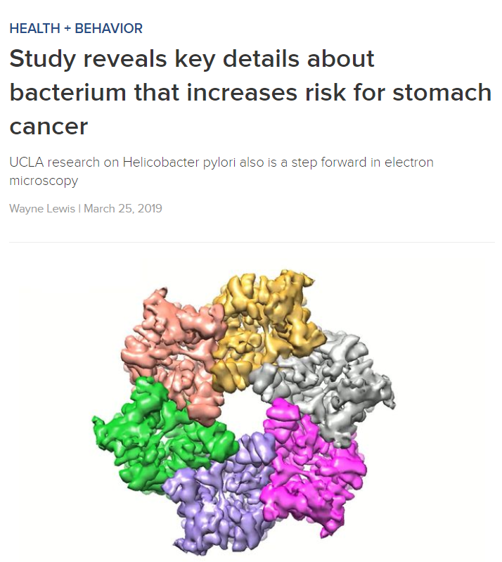Study reveals key details about bacterium that increases risk for stomach cancer