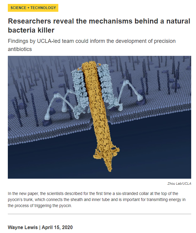 Researchers reveal the mechanisms behind a natural bacteria killer