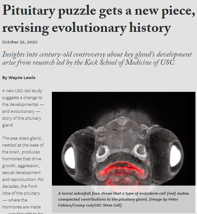 Pituitary puzzle gets a new piece, revising evolutionary history